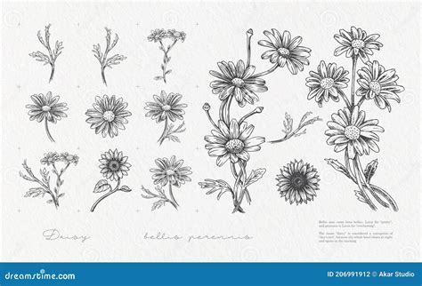 Realistic Detailed Daisy Flower Hand Drawn Vintage Illustration