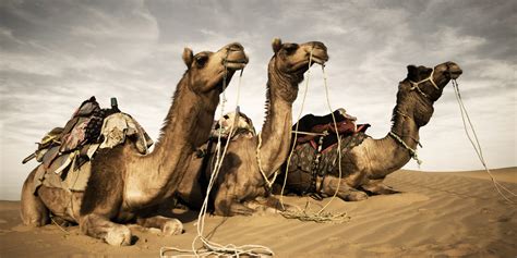 Fermented camel's milk is more distinctive to central asia than any other dairy product. Ridley Scott Criticized For Leaving No Camels For Town's ...