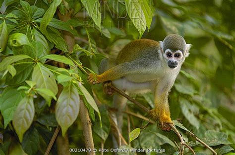 South American Squirrel Monkey Stock Photo Minden Pictures