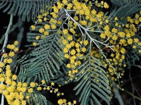 Acacia Dealbata Profile California Invasive Plant Council