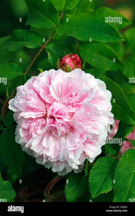 Portland Rose Variety Jacques Cartier Historic Rose Variety From 1868