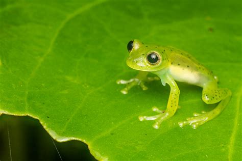 Emerald Glass Frog Centrolenella Prosoblepon Donovan Loh Flickr