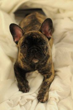 We occasionally have blue french bulldog puppies as this color is a natural occurrence in the breed but often discouraged and also the puppies will turn another natural color like fawn or brindle. blue frenchie. i'm in love! | Frenchie Love | Pinterest ...