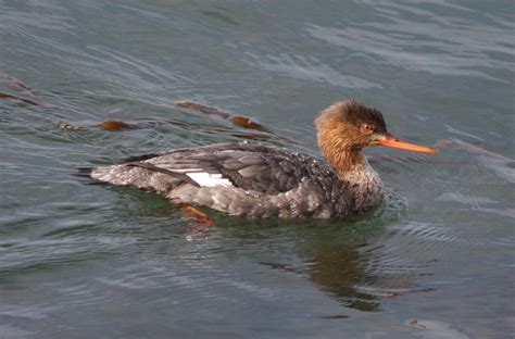 Red Breasted Merganser Mergus Serrator