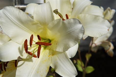 tree lily ‘pretty woman hardy plant society