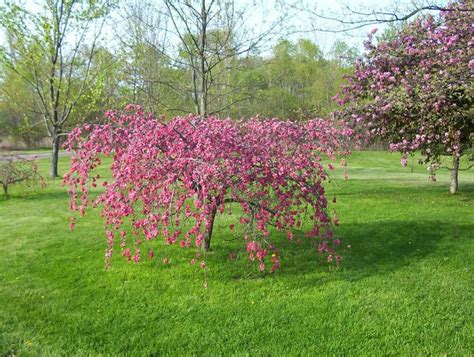 Dwarf Weeping Cherry Tree Pink Dwarf Weeping Cherry Tree