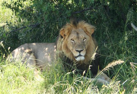Cecil The Lion February 2014 Rpictures