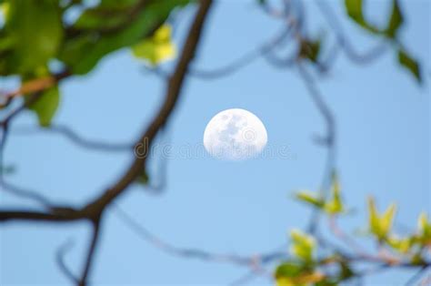 Moon On A Day Sky With Tree Branches In The Foreground Stock Image