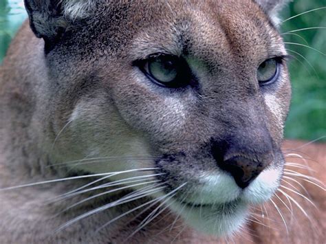 Eastern Cougar Wallpapers Animals Town