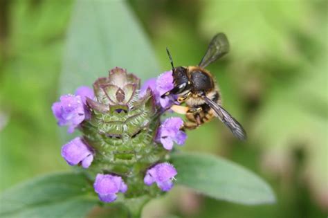 Maybe you would like to learn more about one of these? Flowers that attract Wool carder bees video | nurturing nature
