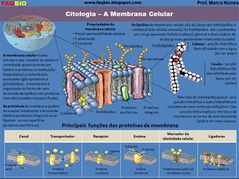 Faqbio Apoio Ao Estudo De Biologia Ficha Resumo Citologia