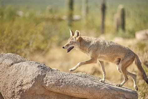 The last recorded rabid coyote attack was three decades ago. The Dangers of Coyotes | Attic Kings