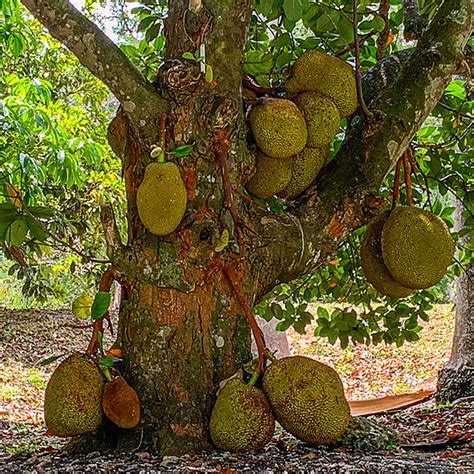 Growing Jackfruit Brooks Tropicals