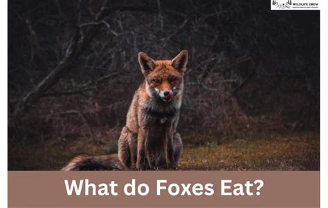 What Do Foxes Eat Pet Fox Diet Wildlifegrow