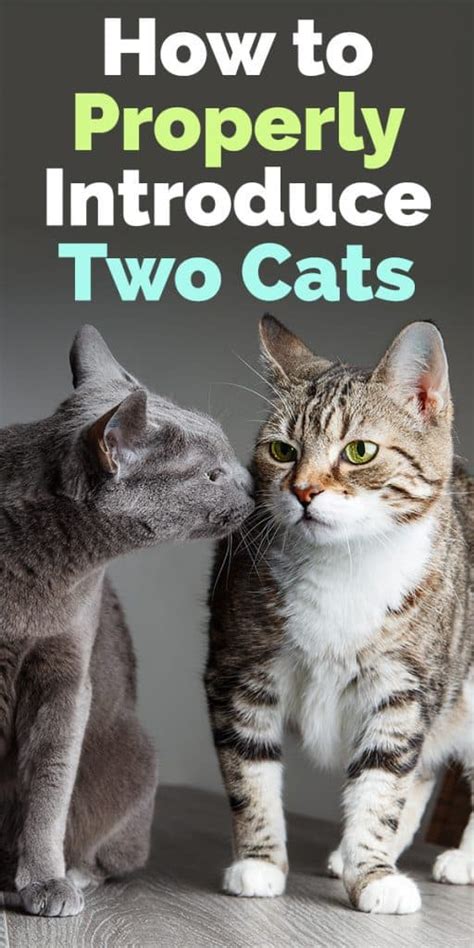 Maybe you would like to learn more about one of these? How to Properly Introduce Two Cats - The Catington Post