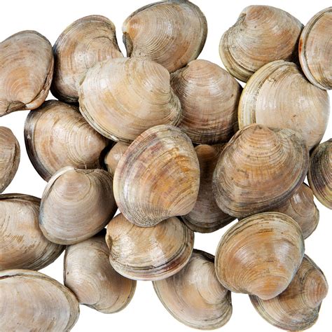 Shell upstream concentrate on the efficient development and extraction of crude oil and natural gas offshore. Linton's Seafood Hard Shell Little Neck Live Clam - 12/Case