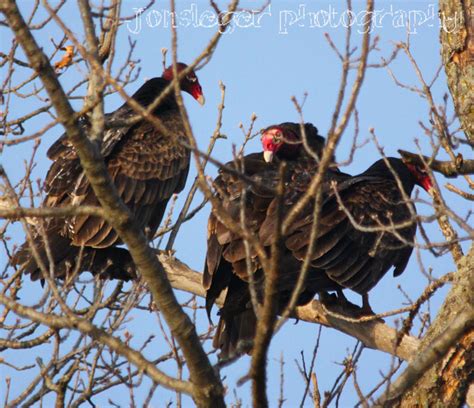 We did not find results for: Northern Illinois Birder: Turkey Vultures March Migration ...