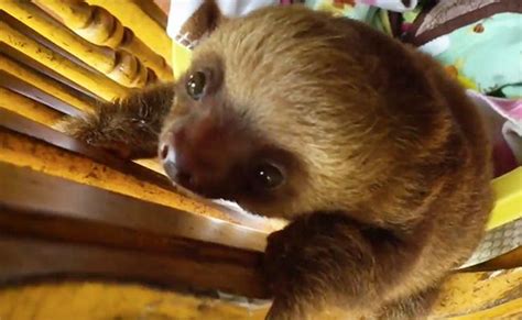 Daily Cute Rescued Baby Sloths Learn To Climb Baby Sloth Cute Baby