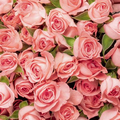 Elegant Rosever Spray Rose Esmeralda Farms Wholesale Flowers