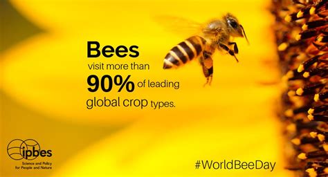 World Honey Bee Day The Yucatan Times