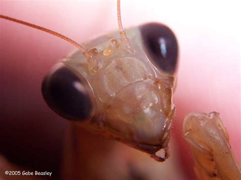 What Are The Black Dots On A Praying Mantis Eyes Adopt And Shop