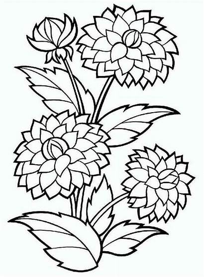 Coloring Flower Pages Dahlia Printable Getcolorings