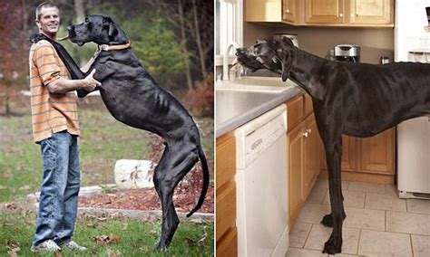Largest Dog Breeds In The World Worlds Tallest Heaviest Dog Giant Dogs