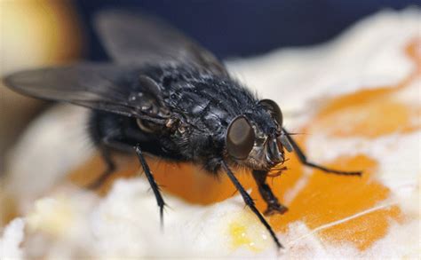 Black Flies Exist For A Reason Science Illustrated