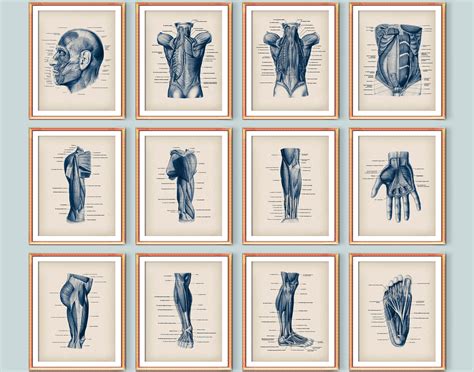 40 Vintage Musculoskeletal Anatomy Posters Human Body Anatomy Decor