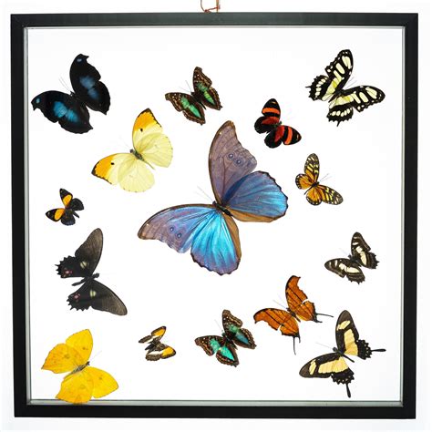 Real Butterfly Framed Wall Art Free Shipping 15 Count Real Framed