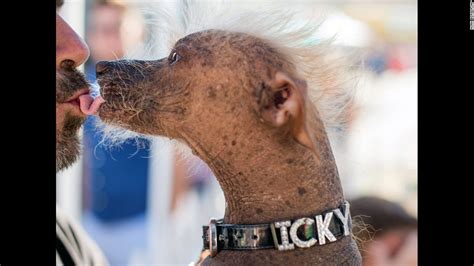 Worlds Ugliest Dog 2015