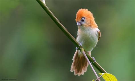 The Pale Billed Parrotbill Chleuasicus Atrosuperciliaris Also Known