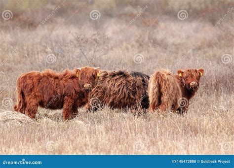 Three Running Scottish Highland Cows Stock Photo Image Of Cattle