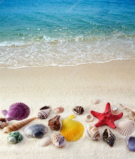 Sea Shells On Sand Beach Stock Photo By ©tihon6 6193146