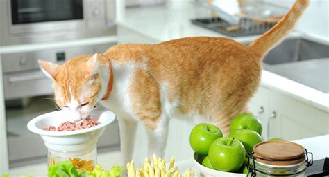 Can Cats Eat Tuna Canned Raw Or As A Main Part Of Their Diet