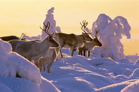 Lapland In Winter Most Wonderful Season Visit Finnish Lapland