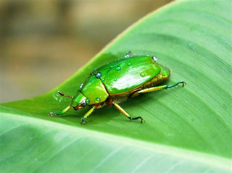 Costa Rica Green Beetle