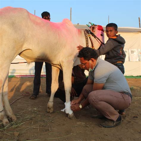 Helping Thousands At The Chinchali Fair Animal Rahat