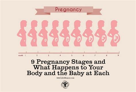 9 Pregnancy Stages What Happens To Your Body And Baby At Each