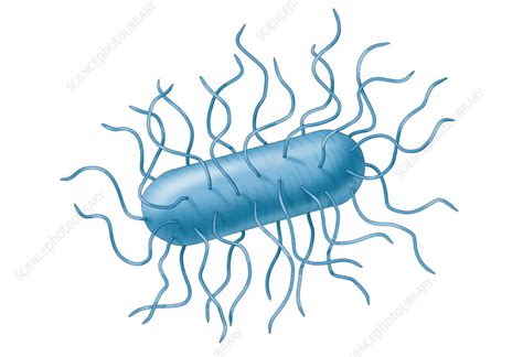 E Coli Bacteria Illustration Stock Image C0391254 Science