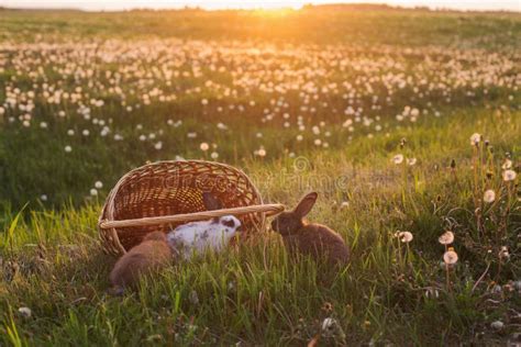 Rabbits At Sunset Stock Photo Image Of Fluffy Little 84074536