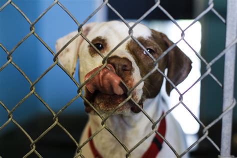 Animal shelter extending hours to aid adoptions | San Marcos Record