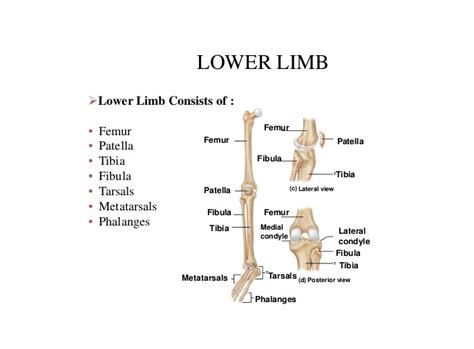 Lower Limb Bones Anatomy Structure Features And Muscles Science Online