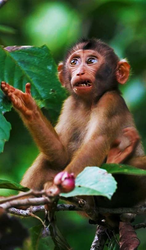 A Monkey Sitting On Top Of A Tree Branch