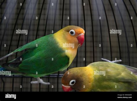 Close Up Of Parakeets In Cage Stock Photo Alamy
