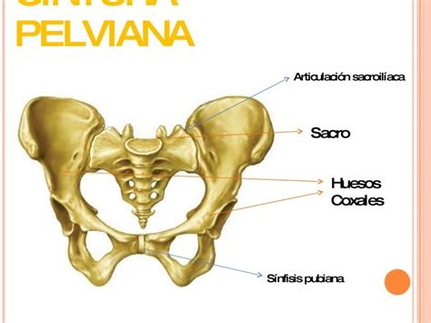 Pelvis