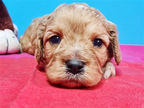 How Much Does A Cavapoo Puppy Cost L Price Guide L Euro Puppy