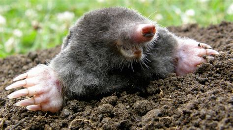 Utilizing mothballs to repel moles and voles. Telltale signs you have moles in the garden - and how to ...