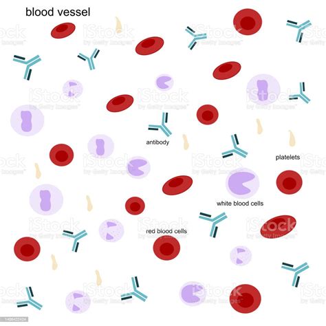 The Red Blood Cells White Blood Cells And Antibodies That Produce By