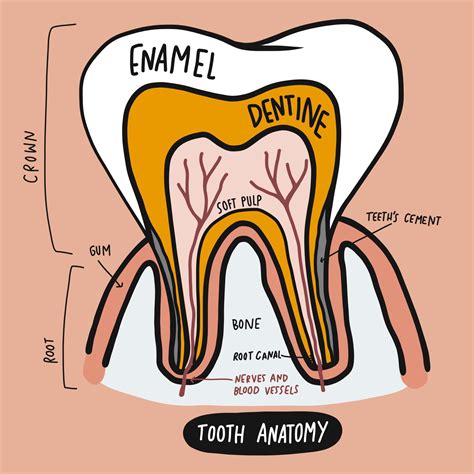 Canine Teeth Diagram